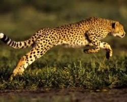 Гепард – самое быстрое животное
